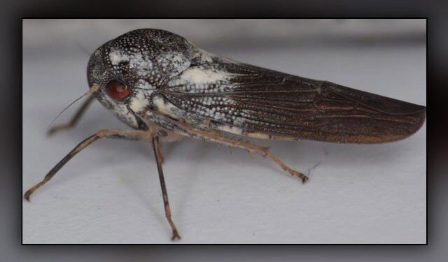 انتہائی نایاب کیڑے کی نئی قسم دریافت