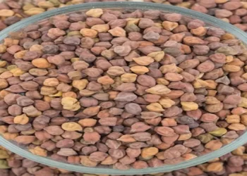 کالے چنے کے حیرت انگیز فوائد