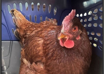 پینٹاگون میں اچانک نظرآنے والی مرغی نے ہلچل مچا دی