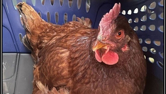 پینٹاگون میں اچانک نظرآنے والی مرغی نے ہلچل مچا دی