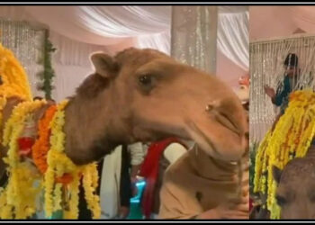 پھولوں سے سجے صحرائی جہاز پر دلہے میاں کی انٹری، ویڈیو وائرل