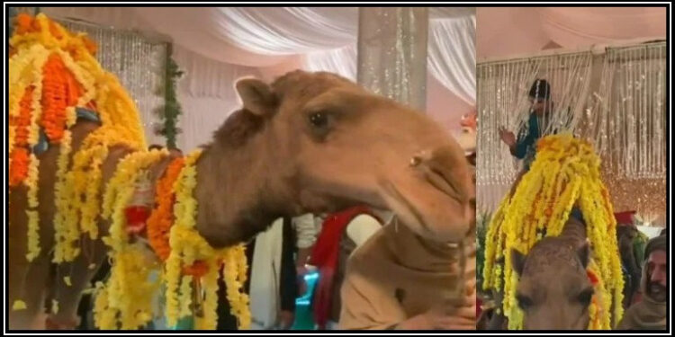 پھولوں سے سجے صحرائی جہاز پر دلہے میاں کی انٹری، ویڈیو وائرل