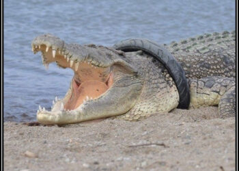 مگرمچھ کو6سال بعد گردن میں پھنسے ٹائرسے آزادی مل گئی