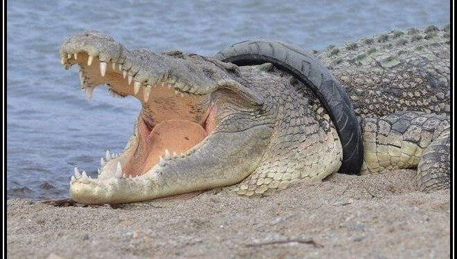 مگرمچھ کو6سال بعد گردن میں پھنسے ٹائرسے آزادی مل گئی