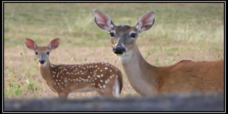 ہرن سے بھی انسانوں میں کورونا منتقل، پہلا کیس سامنے آگیا