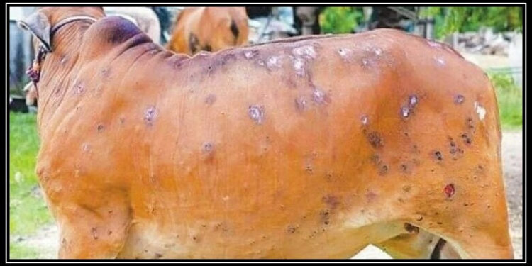 لمپی اسکن بیماری سے اب تک کتنے مویشی متاثر ہوئے؟ چونکا دینے والے اعداد وشمار