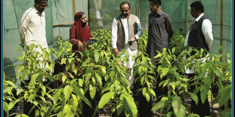 تصدیق شدہ بیج کی کمی اور دیگر مسائل سے نمٹنے کے لیے سندھ ایگریکلچر بورڈ تشکیل دینے پراتفاق