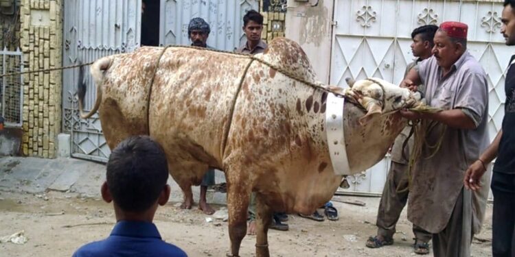 قصابوں نے جانور ذبح کرنے کی قیمتیں دوگنی