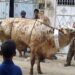 قصابوں نے جانور ذبح کرنے کی قیمتیں دوگنی