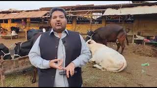 اسٹیٹ بینک سمیت 5 بڑے بینک ڈیری فارمرز کو قرضے دینگے