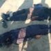 لکی مروت: پولیس موبائل پر دہشتگردوں کی فائرنگ، 6 اہلکار شہید
