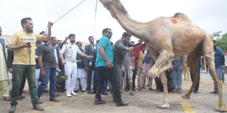 گورنرسندھ نے عید الاضحی کے پہلے روز اونٹ نحر کیا