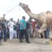 گورنرسندھ نے عید الاضحی کے پہلے روز اونٹ نحر کیا