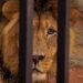 بہاولپور :چڑیا گھر میں شیر کے پنجرے سے ایک شخص کی لاش ملنے کا واقعہ: ’ شیر کے منھ میں جوتا دیکھ کر ہلاکت کا پتا چلا