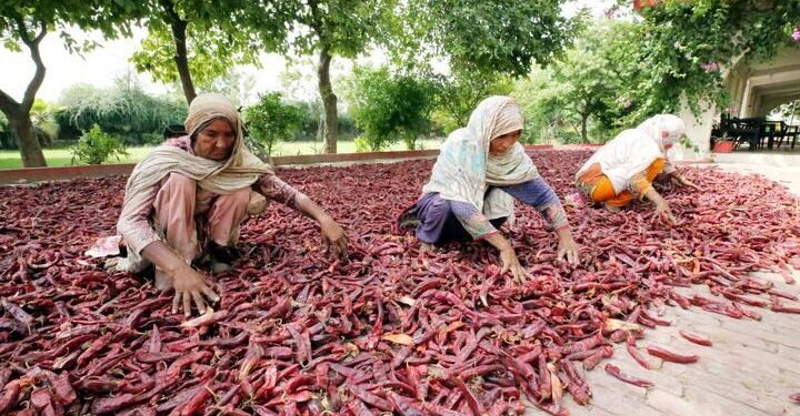 پاکستان سے خشک سرخ مرچ کی کھیپ چین پہنچ گئی