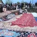 کشمیر کاسب سے بڑا قالین تیار کرنے میں25کاریگروں کو 8سال لگے