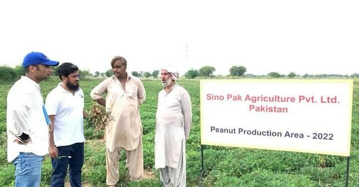 مونگ پھلی کی اعلیٰ معیار کی چینی اقسام سے پاکستان میں صنعتی ترقی کو فروغ
