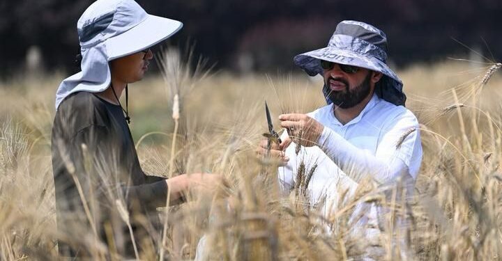 پاکستانی طلبا گندم کی نئی اقسام کاشت کرنے کے منتظر
