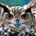 کالےجادوکی تاریخ،پراسراراشارے،علامات اور علاج