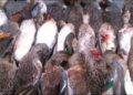 بھارتی ریاست کیرالہ میں برڈ فلو کی وبا پھیل گئی، بیس ہزار پرندے تلف کرنے کا حکم