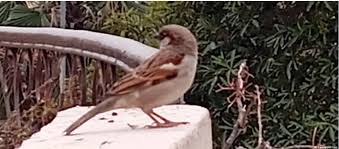 پاکستان سمیت دنیا بھر میں چڑیوں کے تحفظ کا عالمی دن جمعہ کومنایا گیا