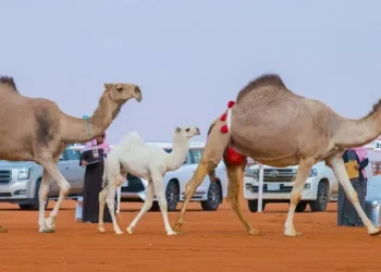 سعودی عرب، حائل ریجن میں اونٹوں کی نیلامی 3 ملین ریال سے متجاوز